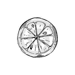Sliced piece of lemon sketch in classic engraving style isolated on white