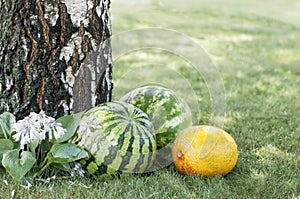 Sliced slices of a ripe watermelon on green grass