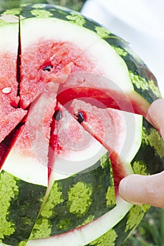 Sliced slices of a ripe watermelon on green grass