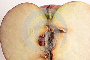 Sliced wormy apple macro image on white background. Close up of fresh ripe fruit with core and kernels affected by maggot pest