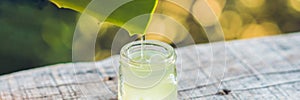 Slices of a aloe vera leaf and a bottle with transparent gel for medicinal purposes, skin treatment and cosmetics, close up BANNER