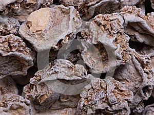 slices of bitter melon from Indiain details with high magnification very close