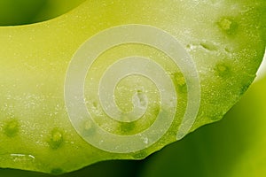 Slices of juicy celery. Macro background. Celery texture. High quality photo