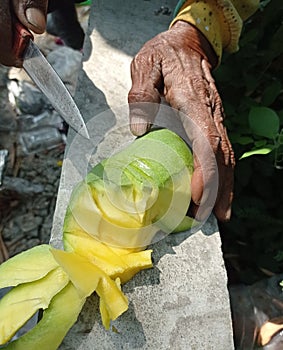 Slicing young mango fruit still fresh from the tree