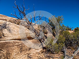 Slickrock Trail in Canyonlands National Park