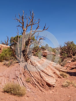 Slickrock Trail in Canyonlands National Park