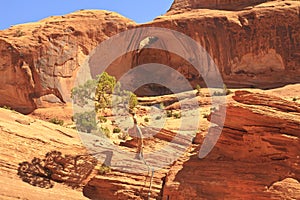 Slickrock Tree and Bow Tie Arch