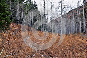 Slide Canyon hiking trail fall leaves mountain landscape view, around Y Trail, Provo Peak, Slate Canyon, Rock Canyon, Wasatch Rock