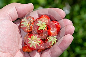 Slide garden strawberries in the palm of your hand. Picking strawberries.