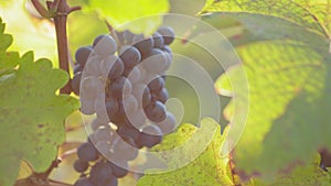 Slider on the blue ripe grapes in the vineyard