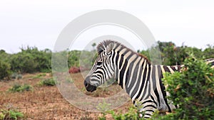 Slider of green vegetation. Revealing walking zebra. African animal in wildlife. Safari park, South Africa