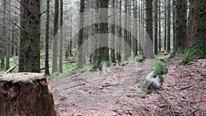 Slider shot in the forest of the scottish highlands