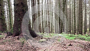 Slider shot in the forest of the scottish highlands