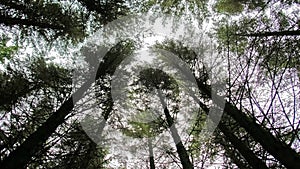 Slider shot in the forest of the scottish highlands