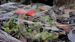 Slider shot of mushrooms in the rainforest of lake st clair