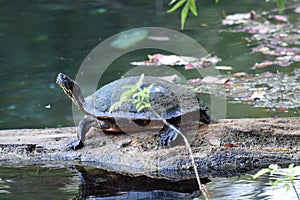 Slider Turtle log Silver River Silver Springs Florida photo