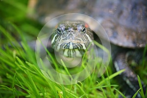 Slider turtle