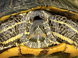 Slider Turtle (Trachemy scripta) photo