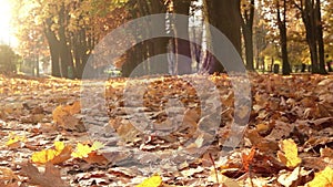 Sliding camera: a woman jogs in autumnal park filled with yellow and orange leaves
