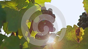 Sliding close-up of a blue grape hanging in a vineyard with sunlight