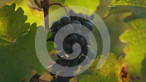 Sliding close-up of a blue grape in a vineyard