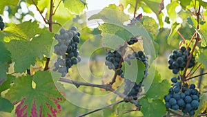 Sliding shot of blue grapes hanging in a vineyard