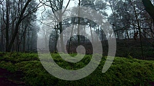 Sliding shot in the fall of a fallen tree overgrown with moss in a dark forest