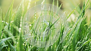 Sliding shot of fresh grass with water drops in the morning sun. Green grass with dewdrops. UHD, 4K