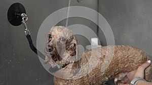 Sliding shot of a groomer washing cute poodle dog