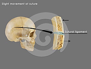 Slight movement of suture ligment