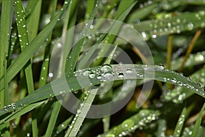 Slightly bended grass halm with shiney waterdrops