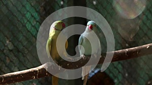 Slightly blurred. Two color green and length pair parrots.