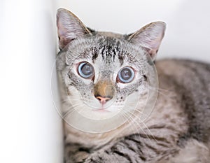 A slightly cross-eyed domestic shorthair cat with dilated pupils