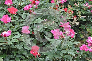 Slightly different view roses, summer flowers with depth of field perspective