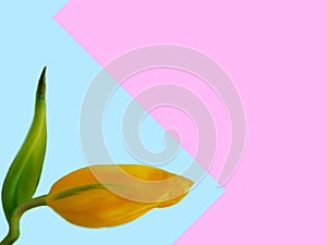 Slightly faded tulip flower on pastel color background