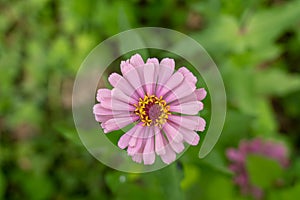 A slightly fragmented pink flower with yellow stamens