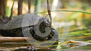 A slightly moving footage of a turtle enjoying and observing the environment near a swamp