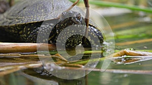 A slightly moving footage of a turtle enjoying in a swamp