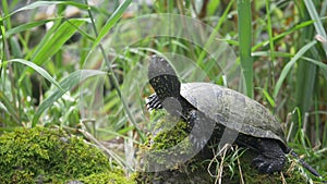 A slightly moving footage of a turtle lying on a stone, enjoying and observing the environment