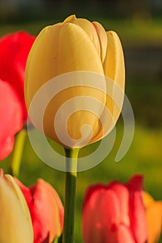 Slightly opened yellow and red tulips