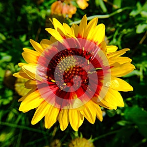 Slightly overblown Gaillardia pulchella