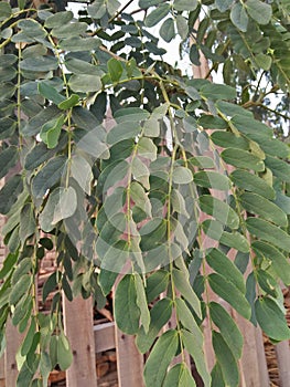 SUBABUL ;ACACIAS TREES