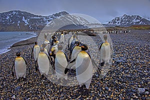 king penguins gather on the beach at St Andrew\'s Bay, South Georgia photo