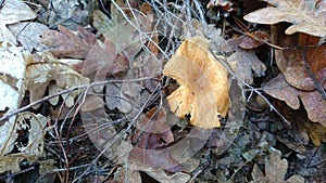 Slightly yellowish mushroom on a background of deciduous leaves