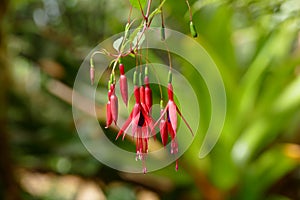 slim floret cultivar of fuchsia