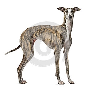 Slim Galgo dog standing, isolated photo