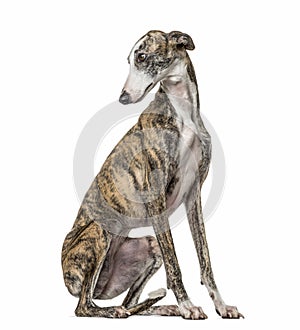 Slim galgo looking backwards, isolated