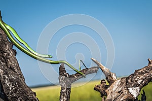 Sottile verde serpente ha trascinato fra morto un albero 