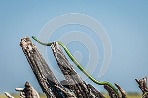 Delgado verde serpiente él arrastró entre muerto un árbol 