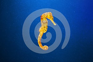 Slim seahorse in the aquarium with blue background Hippocampus reidi